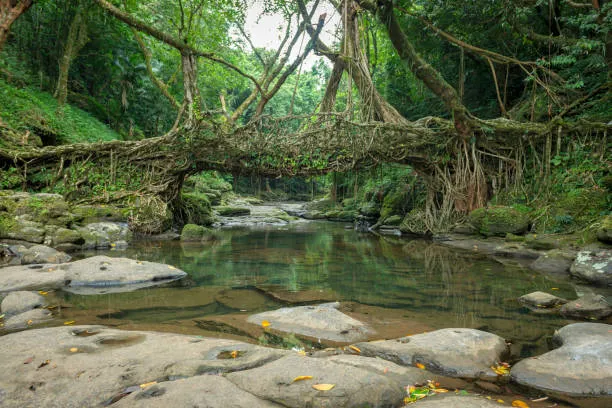 Meghalaya Serenity Retreat