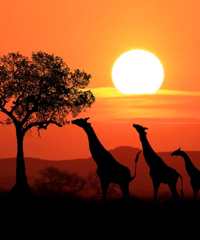 South Africa Explorer