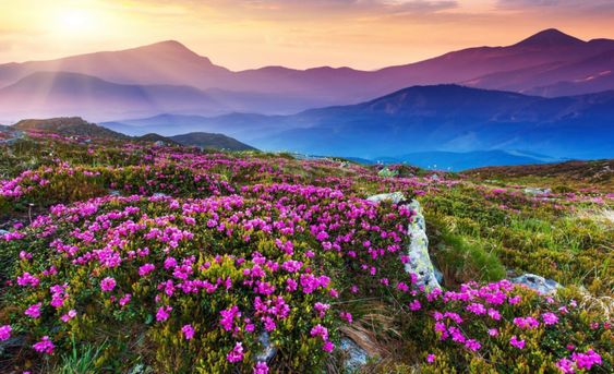 Valley Of Flowers   4 Nights And 5 