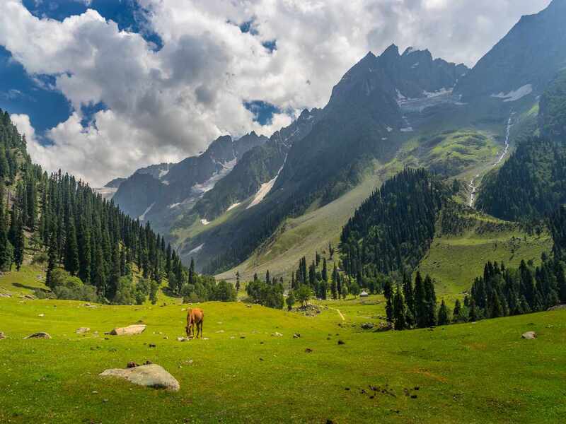 Kashmir Ki Kali 2026
