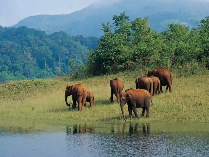 Munnar & Thekkady Signat...