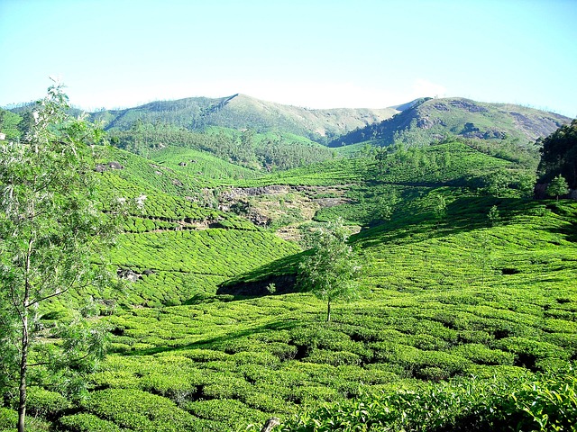 Munnar Local full day si...