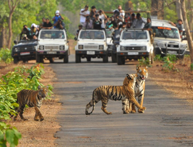 Tadoba Wild Life Safari (4n/5d)